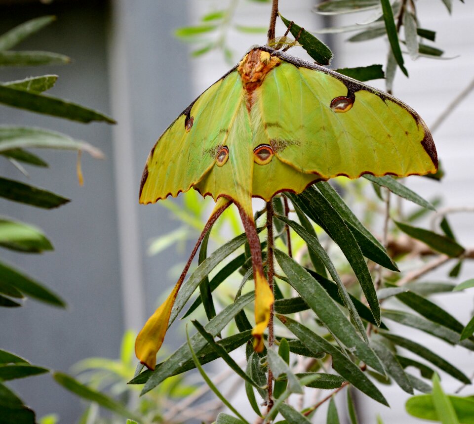 Close up butterfly park green