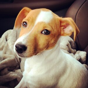 Jack russell jack portrait