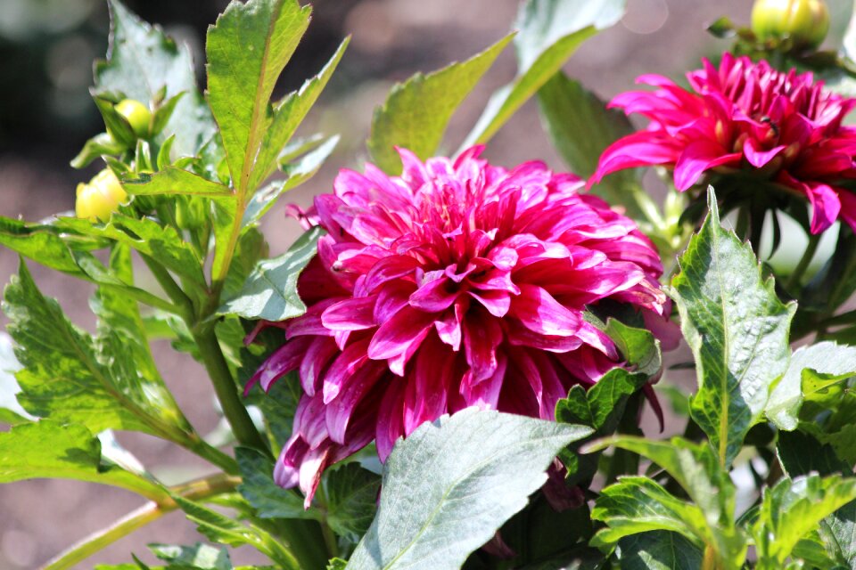 Flower garden flower green leaves