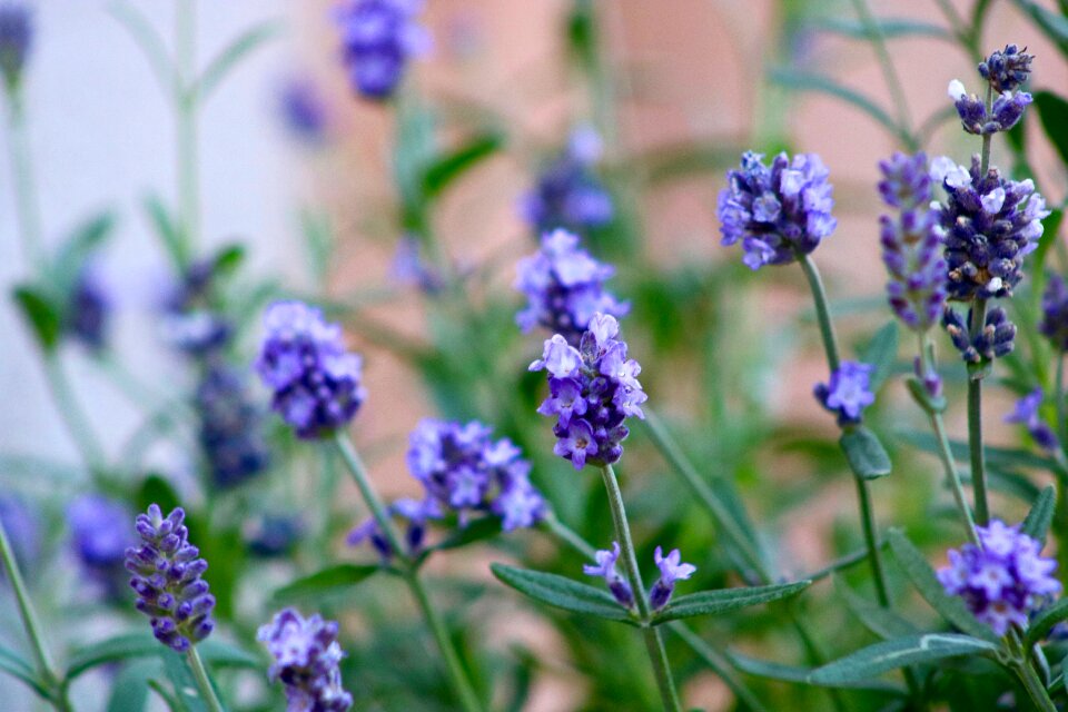 Nature purple violet photo