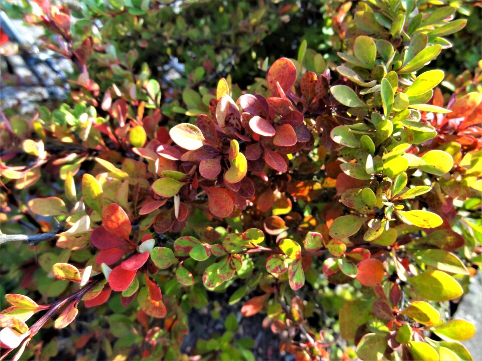 Shrubs summer coloring sheets