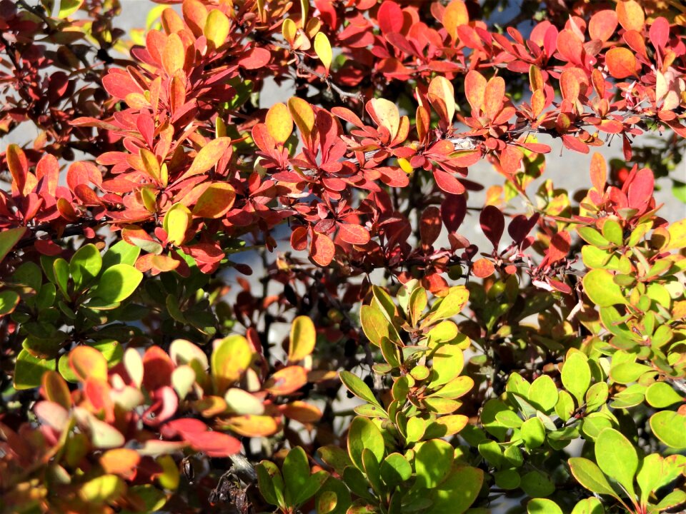 Shrubs summer coloring sheets