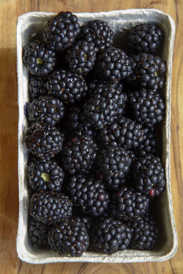 Berries blackberry shell food
