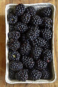 Berries blackberry shell food photo