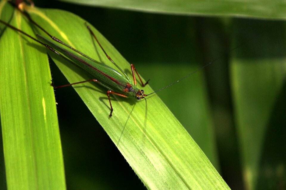 Herb insects nature