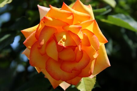 Spring petal beauty