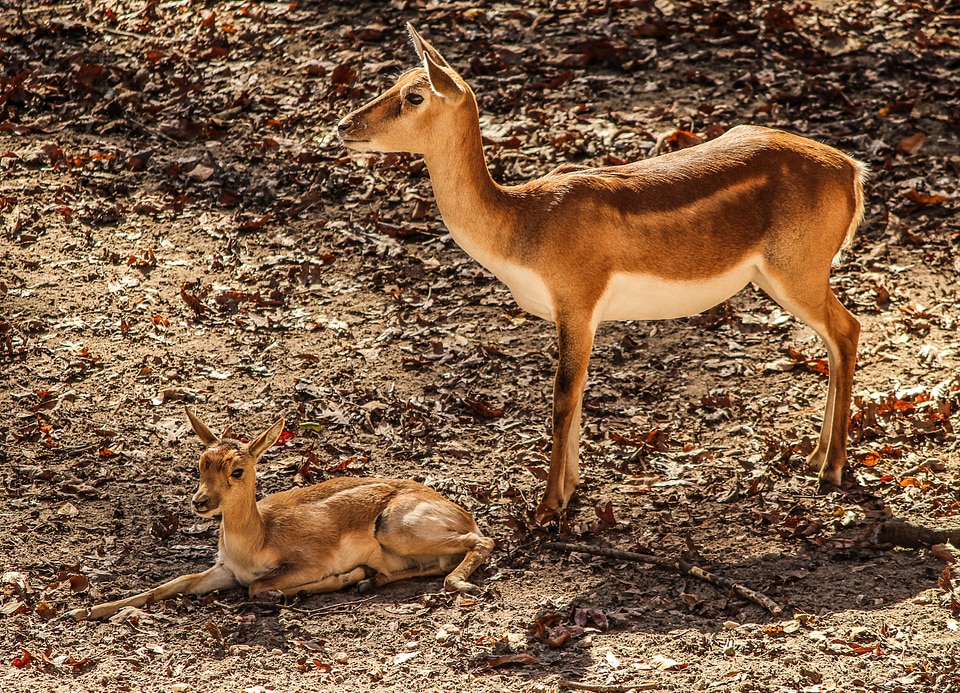 Africa calf animal