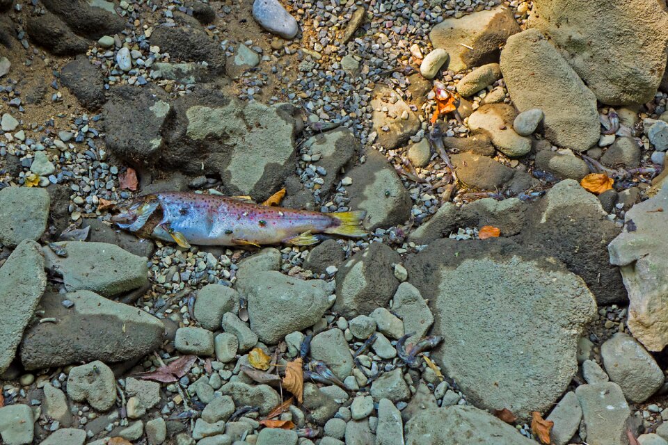 Fish dead fish fish die