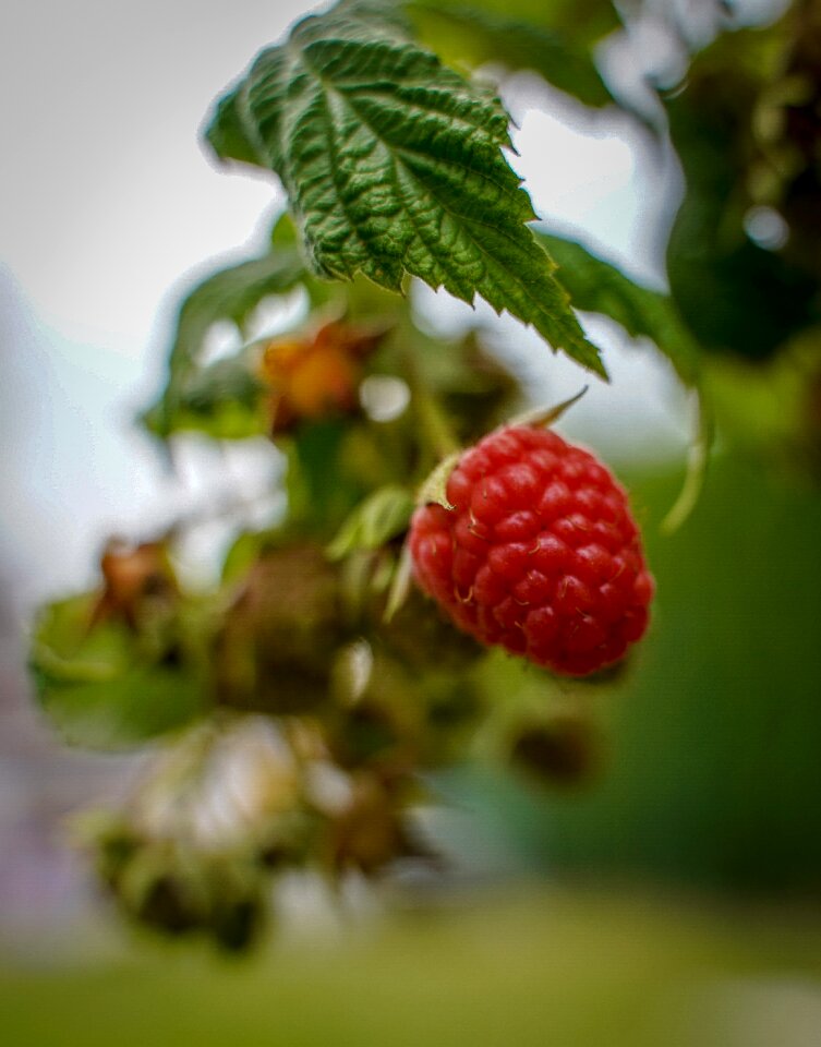 Apfelernte ripe branch