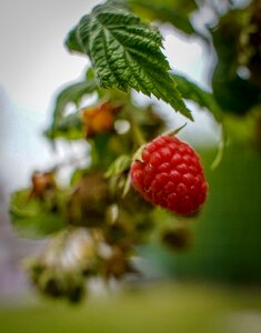 Apfelernte ripe branch