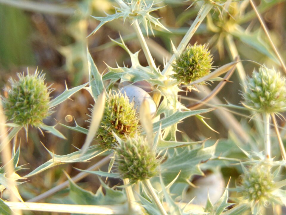 Plants nature thorny