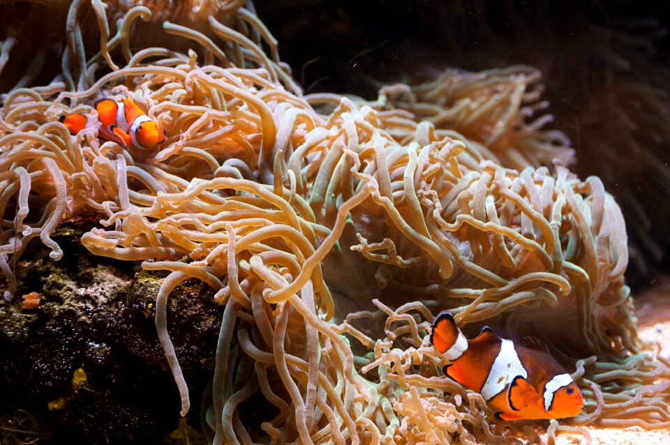 Water nature animals