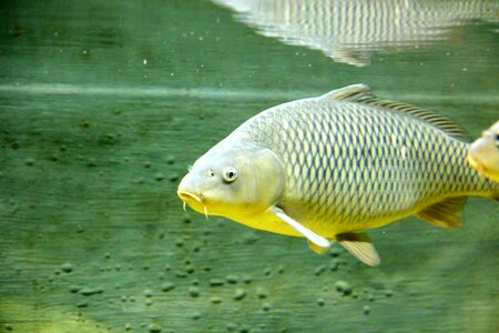 Animal river fish freshwater fish