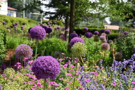 Violet garden blossom photo