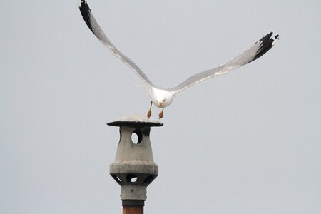 Gull fireplace sky