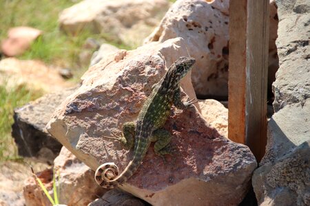 Caribbean reptile tropics