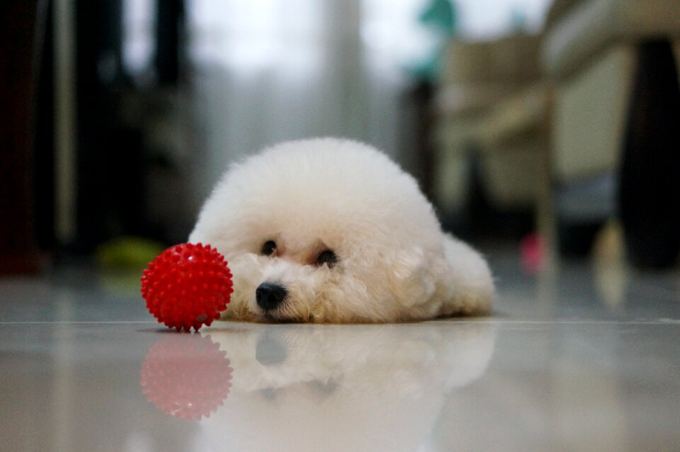 Pets indoor reflection