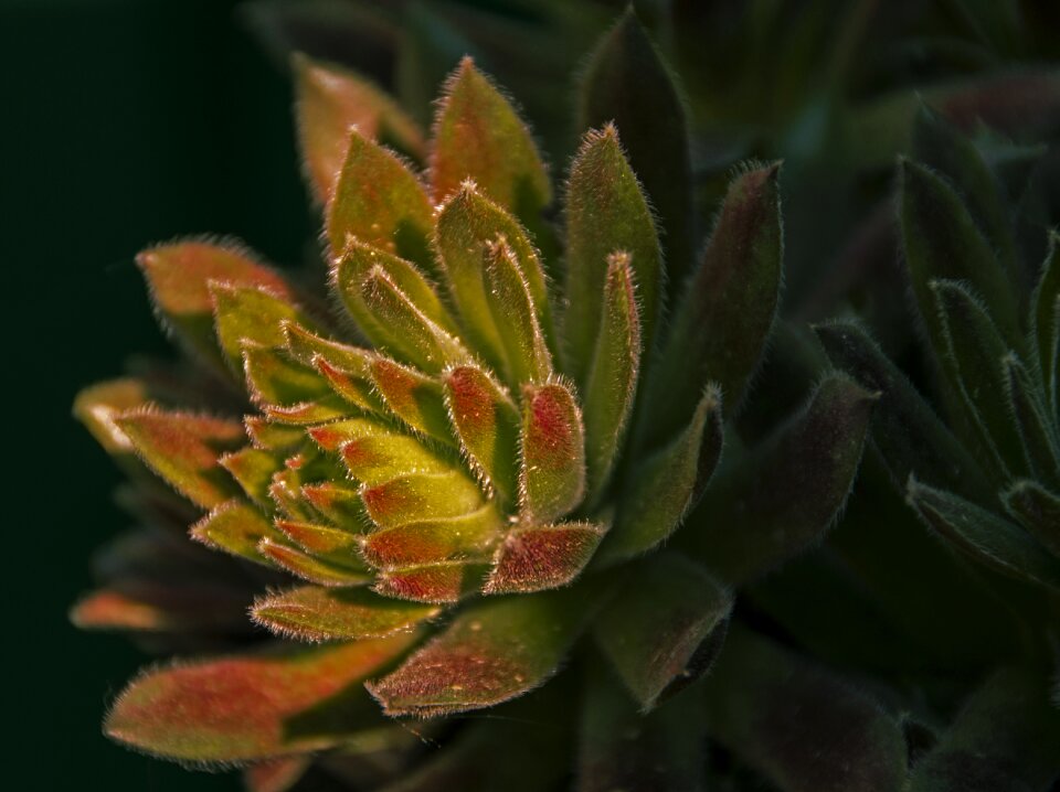 Garden prickly succulents