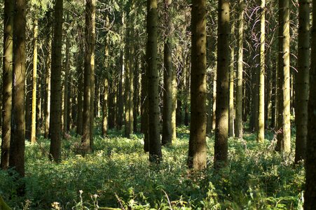 Tree insight forestry photo