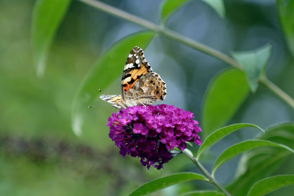 Blossom bloom buddleia photo