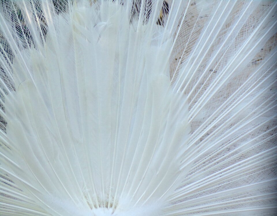 Bird plumage feathers