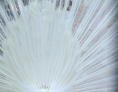 Bird plumage feathers photo