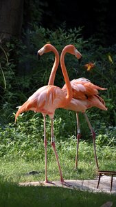 Birds flamingo red