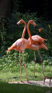 Birds flamingo red photo