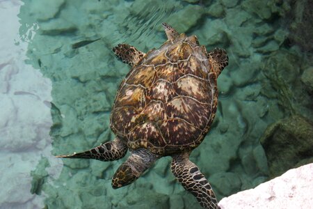 Sea turtle ocean animal
