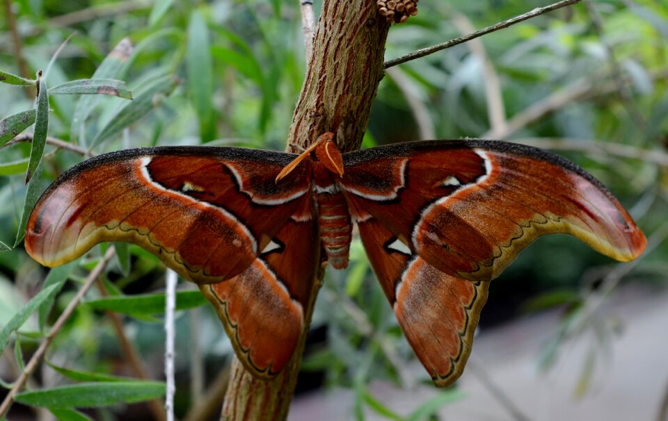 Atlas moth exotic tropical