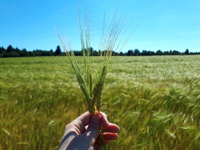 Wheat fields rye photo