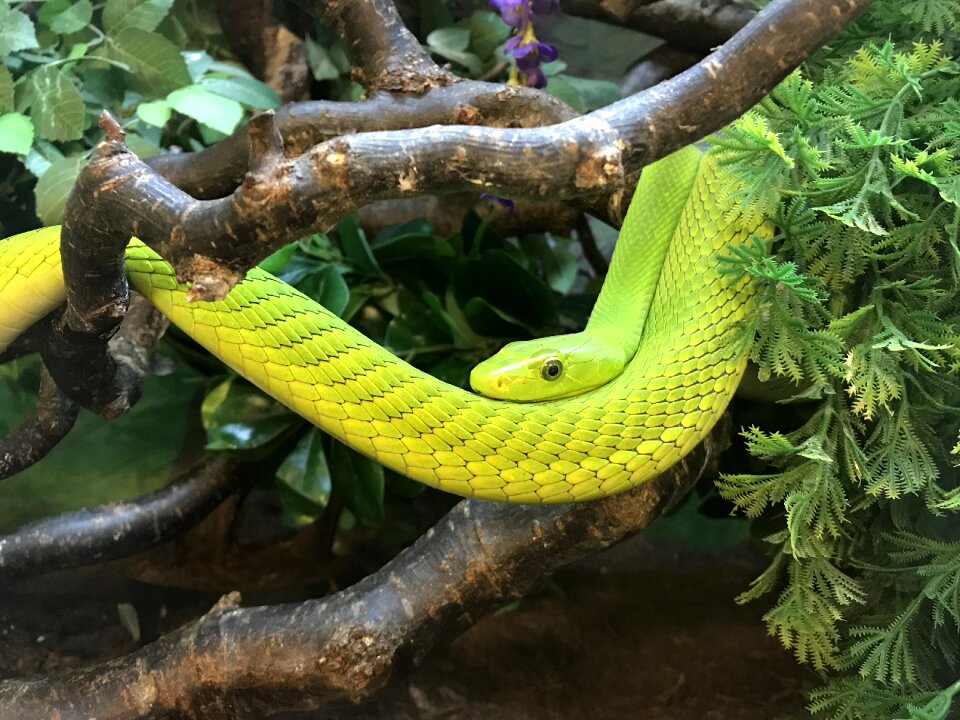 Tree animal world wood