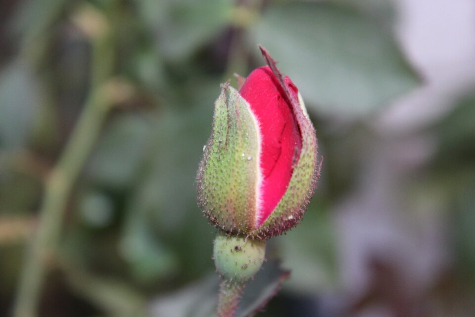 Blossom rose