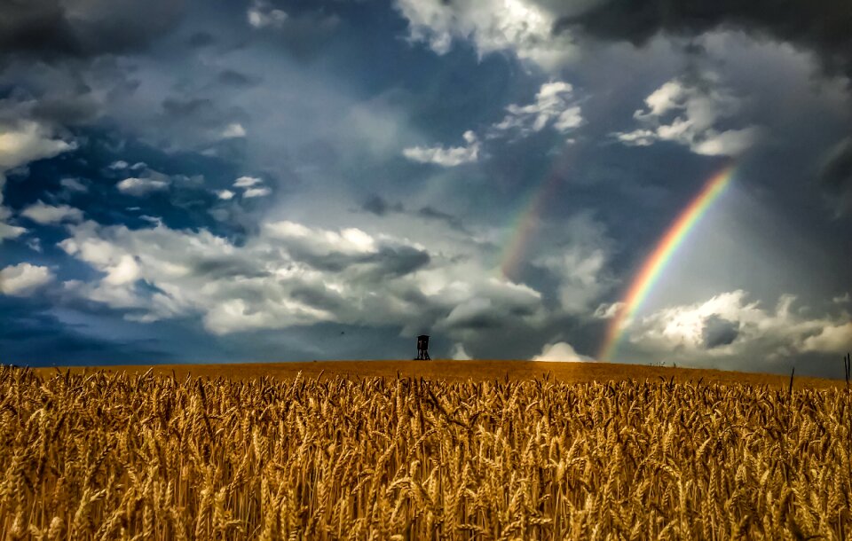 Cornfield cereals agriculture