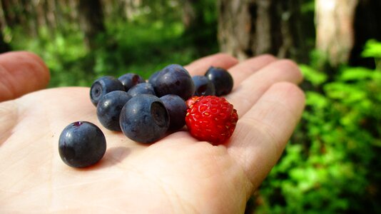 Forest collection nutrition