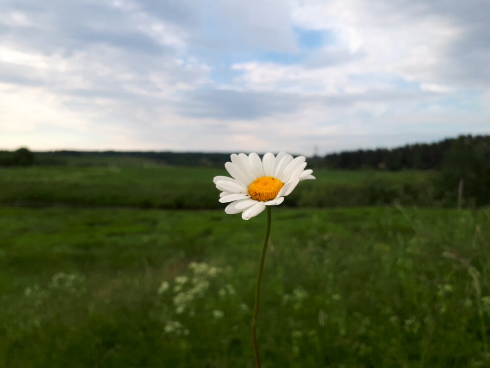 Flower landscape bloom