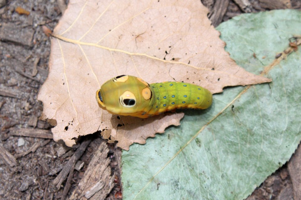 Insect animal nature