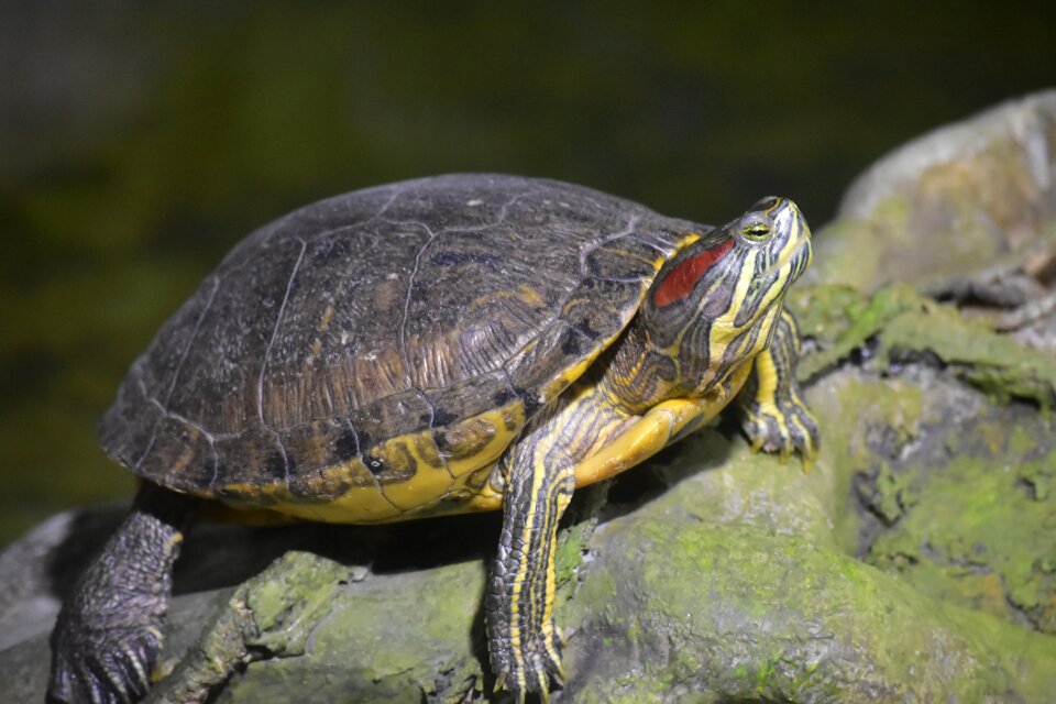 Zoo aquarium reptile