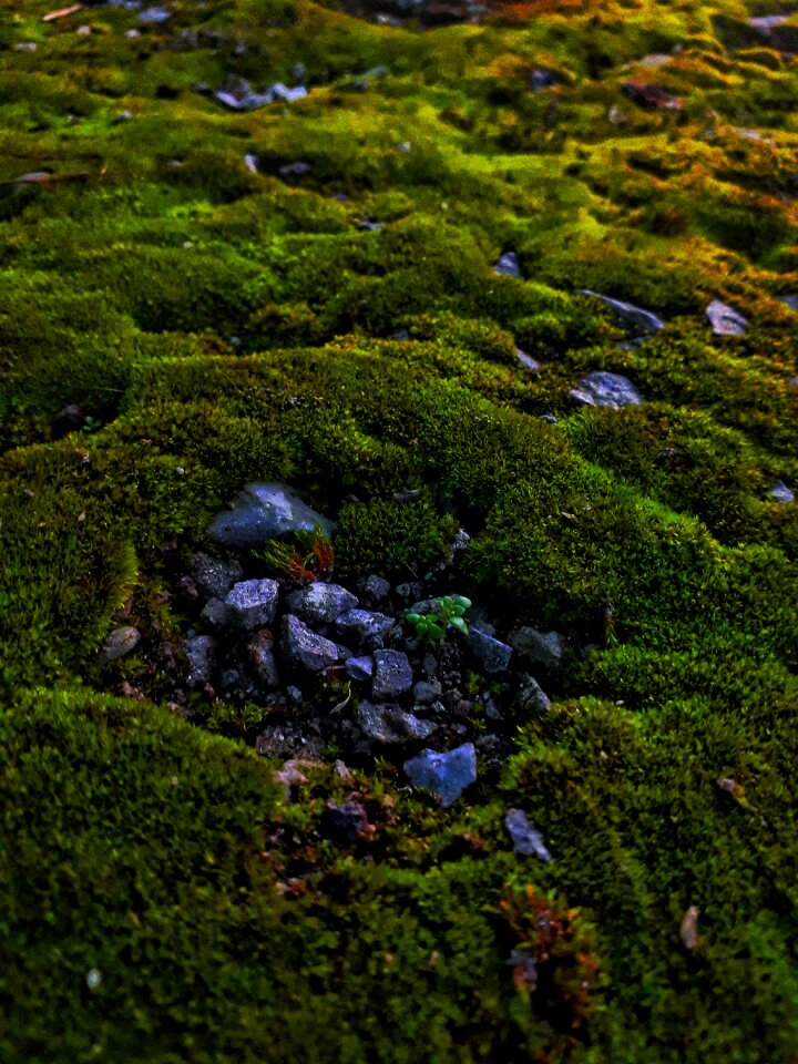 Landscape tree