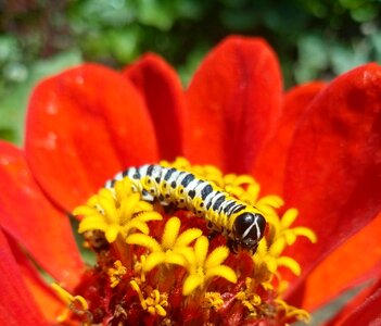 Summer color red photo