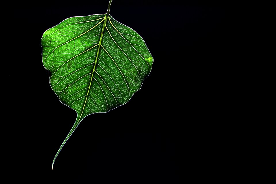 Sacred fig black backlit