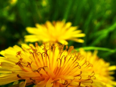 Nature plant grass