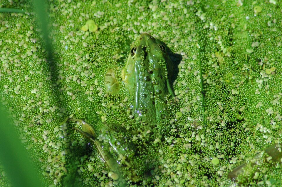 Growth freshness environment