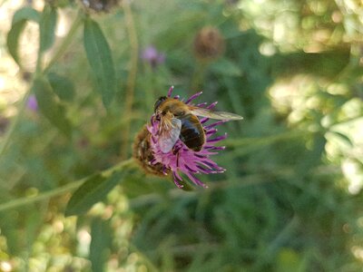 Honey bee flower habitat photo