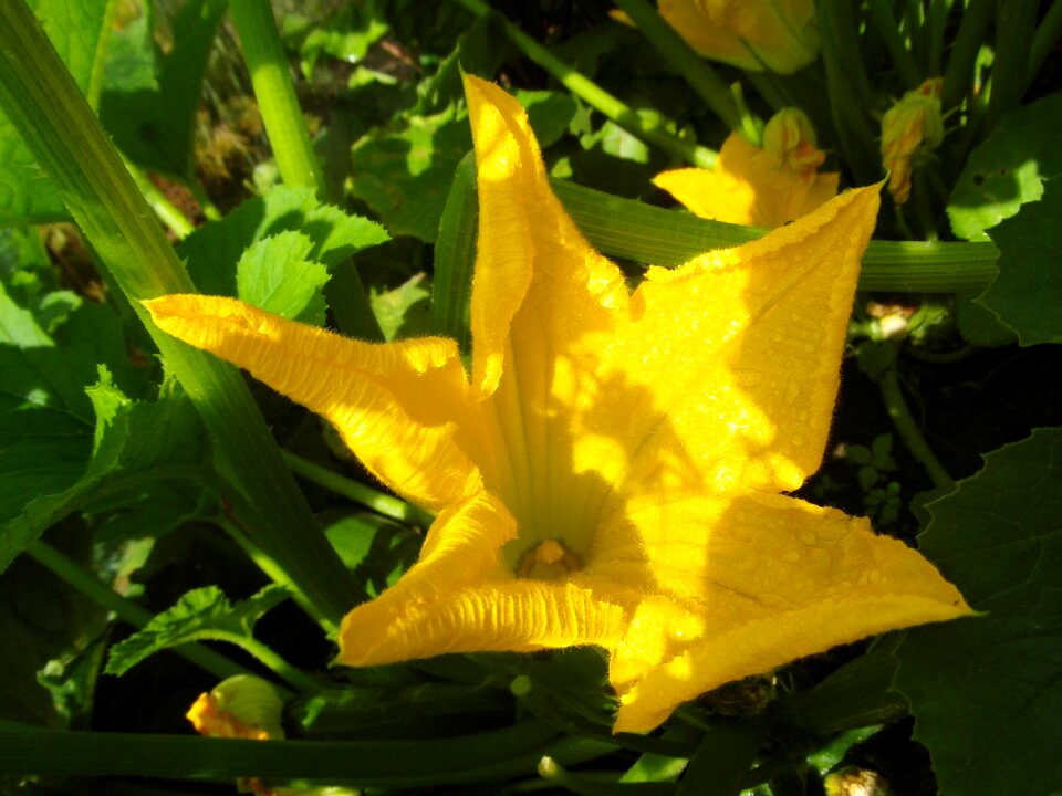 Garden flowers yellow