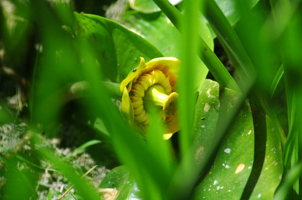 Garden growth flower