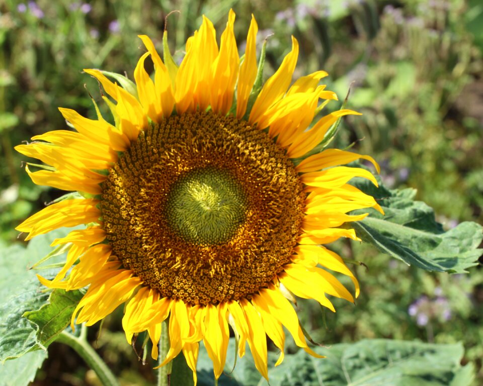 Flowers floral growth