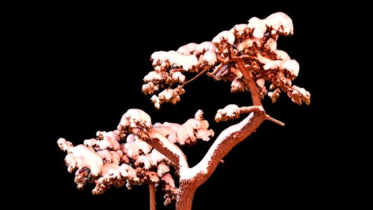 Nature landscape snowflakes