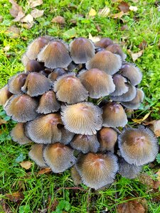 Group lamellar meadow mushroom photo