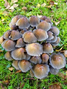 Group lamellar meadow mushroom